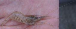 Common Prawn