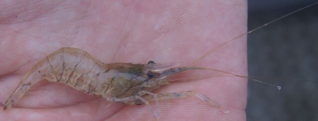 File:Common Prawn.jpg