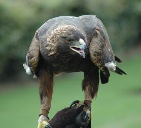 658px-GoldenEagle-Nova