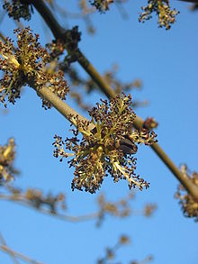 Ash flowers