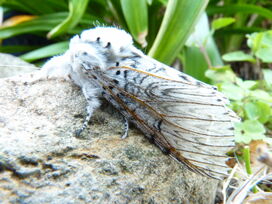 Puss Moth