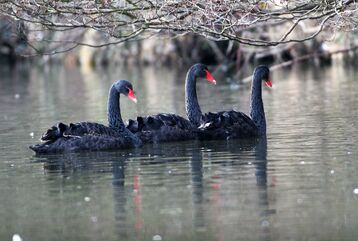 Birds.2010 183