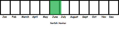 Norfolk Hawker TL