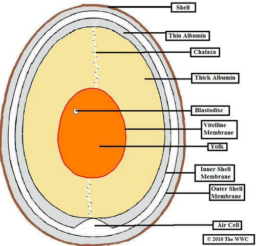 File:Egg cut through.png