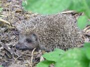 Hedgehog