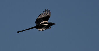 Magpie in flight