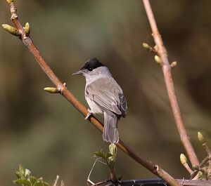 Blackcap