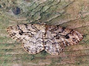 The Engrailed ~ Ian Kimber