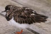 Turnstone