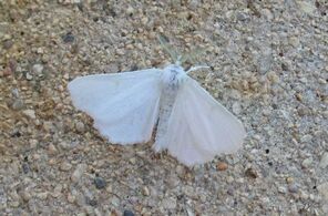 Ennomos subsignaria