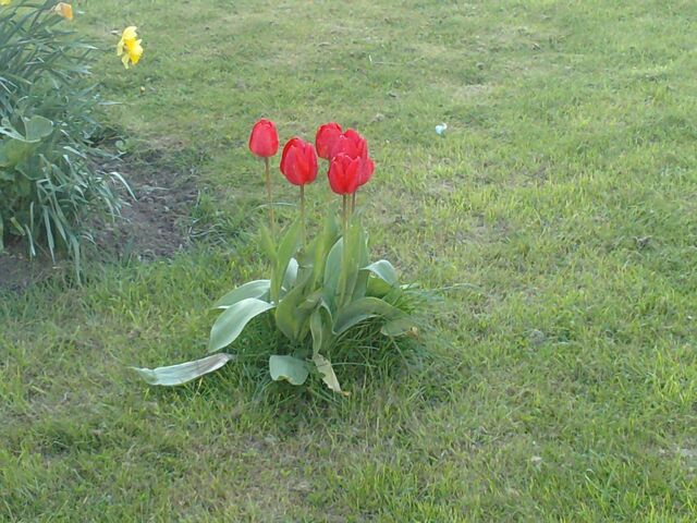 File:Tulip.jpg