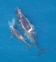 536px-Eubalaena glacialis with calf