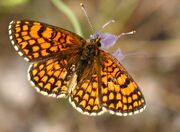 Melitaea athalia01