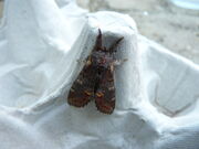 Iron Prominent