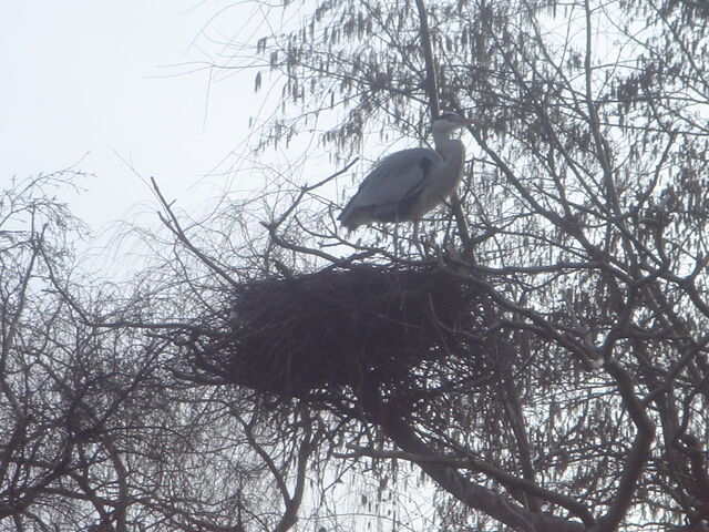 File:GreyHeronnest.jpg