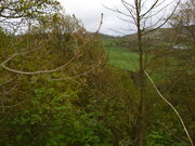 Woodland near aireyholme farm