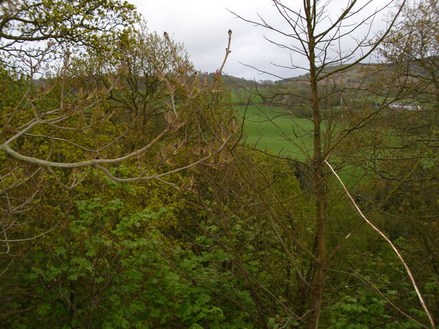 File:Woodland near aireyholme farm.jpg