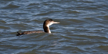 Great Northern Diver