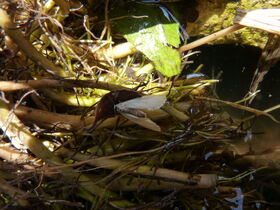 Acentria ephemerella - Water Veneer