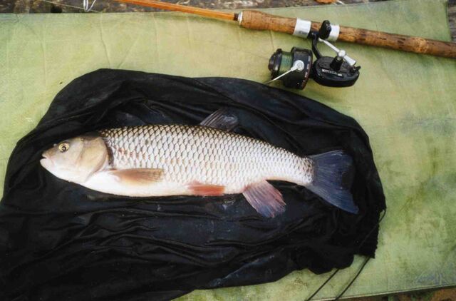 File:Chub.jpg