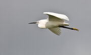 Little Egret