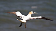 Gannet