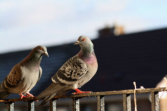 Feral Pigeons