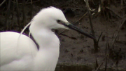 Little egret