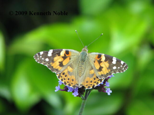 File:Painted lady.jpg