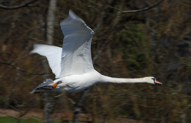 File:Mute swan.jpg