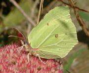 Brimstone