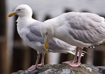 Herring Gulls