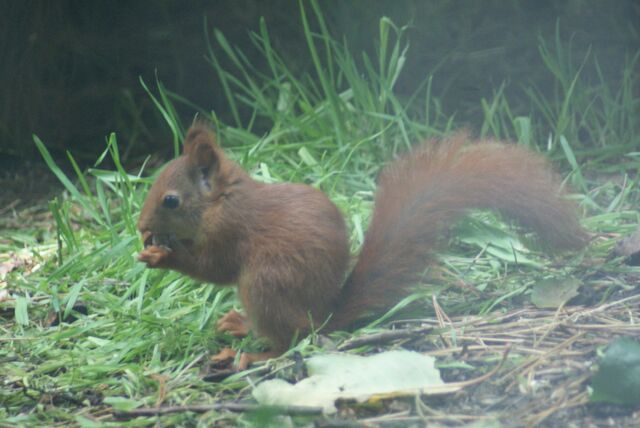 File:RedSquirrelJuv.jpg