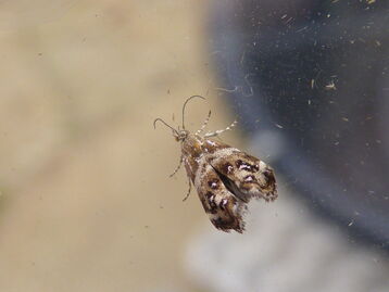 Tebenna micalis