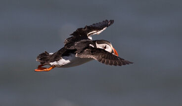 Puffin