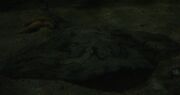 Undulate Ray
