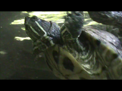 Yellow bellied slider
