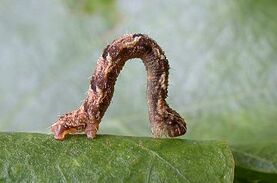 BrindledPugLarva ~ Ian Kimber