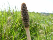 Field Horsetail