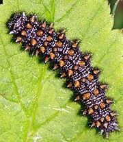 Heath Fritillary caterpillar