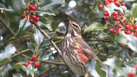 Redwing