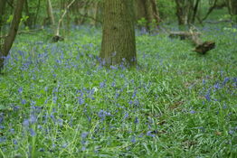 Bluebells