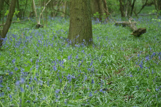 File:Bluebells.jpg