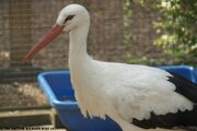 Captive Stork