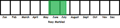Rosy Marbled TL