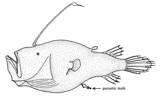 800px-Cryptopsaras couesii (triplewart seadevil)