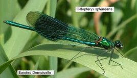 Banded Demoiselle