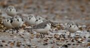 Sanderling