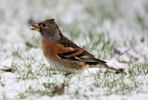 Birds.2010 2936