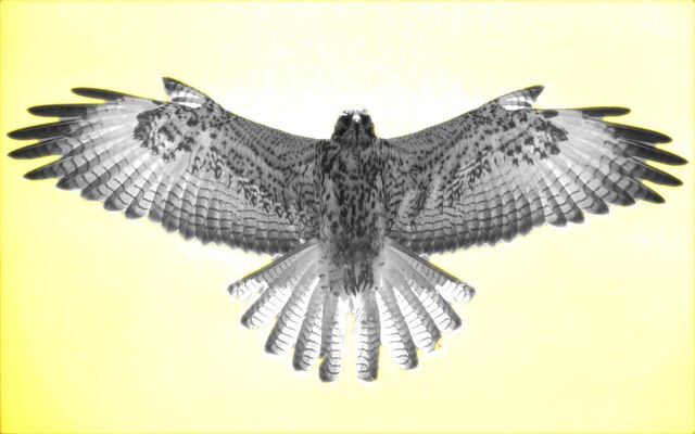 File:Falcon-002 00000.jpg